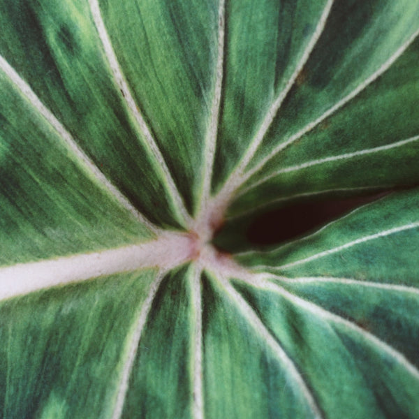 coussin feuille plante philodendron gloriosum