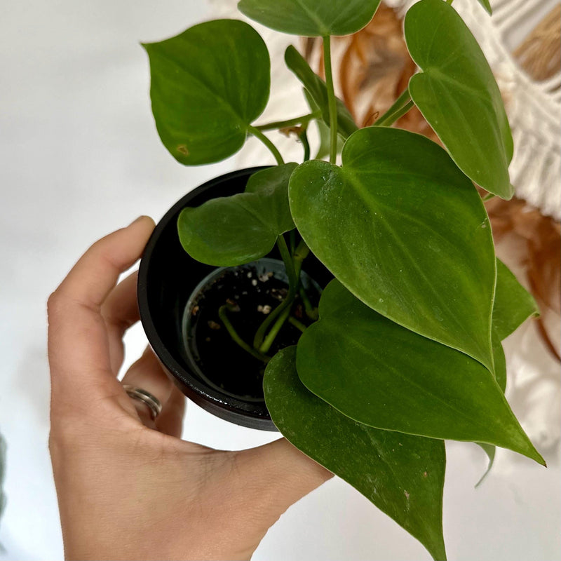 pot de fleur personnalisé, pot de fleur noir, cache pot noir, pot personnalisable, pot personnalisé, cadeau plant lover, cadeau plant addict, plant mama, crazy pant lady, plant dad, cadeau noel, cadeau anniversaire, cadeau original made in france